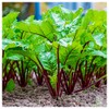 Everwilde Farms - 1/4 Lb Merlin Beet Seeds - Gold
