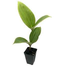 Malaysian Orchid Live Plant - Medinilla myriantha