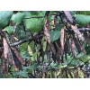 15+ seeds, Eastern Redbud (Cercis canadensis), Native Coastal SC