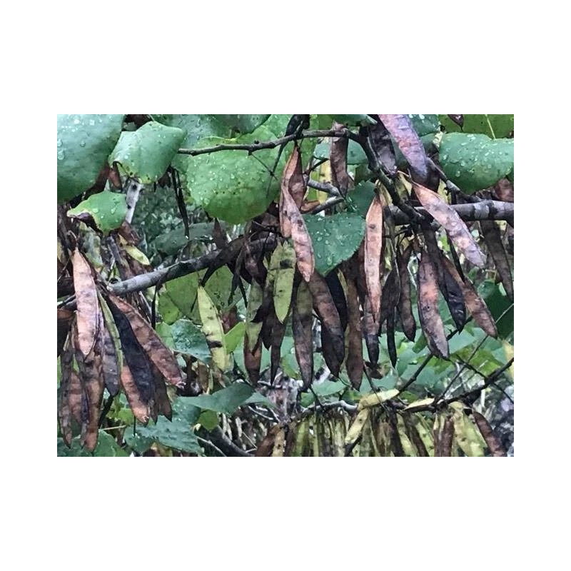 15+ seeds, Eastern Redbud (Cercis canadensis), Native Coastal SC
