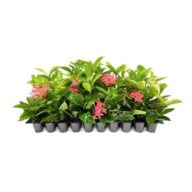 Nora Grant Ixora Plant | 10 Live Plants | Vibrant Pink Blooms | Tropical Flowering Shrub | Ideal for Landscapes & Gardens | Lush Decorative Foliage | Ixora coccinea