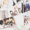 For the Love of Cats: 25 Postcards