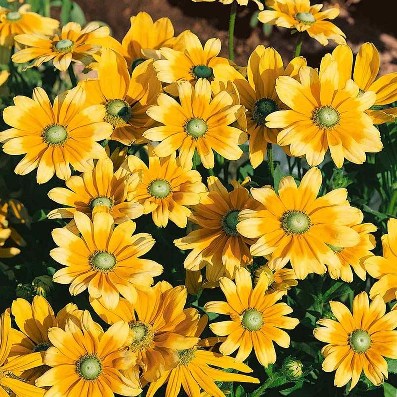 Outsidepride 5000 Seeds Annual Rudbeckia Green Eyes Flower Seeds for