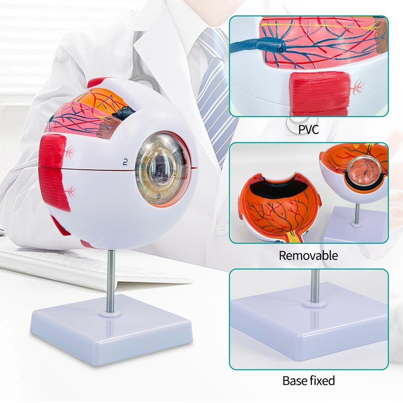 Eye Anatomy Model, 6X Enlarged Eyeball Model, Human Eye Anatomical