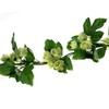FloristryWarehouse Hop Garland Artificial 180cm Green