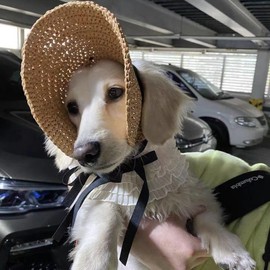 Pet Straw,Dog hat, cat hat, Beach hat, with Ear Holes, Dog wear, Cute hat, Breathable, Sunshade, Sunburn Prevention,UV Protection, heatstroke Prevention,Outdoor,Party, Adjustable,Outing Supplies (S)