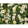 Rare Flower Seeds Anthemis nobilis 1000+ Chamomile Flowering Herb Seeds