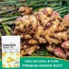 TZTZBOM Ginger Tea Bags - 100% Pure Ginger Root &