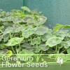 Fresh Packet Geranium Seeds - Fragrant - Fresh Harvest -