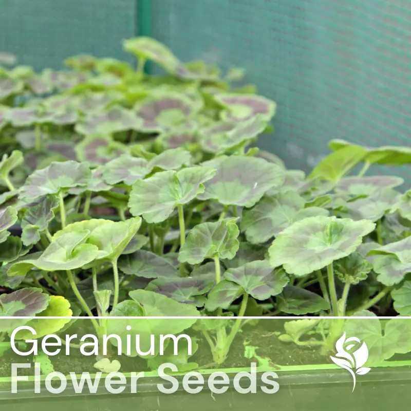 Fresh Packet Geranium Seeds - Fragrant - Fresh Harvest -