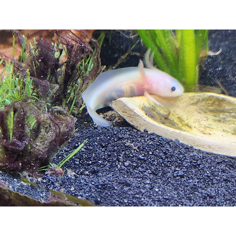 African Clawed Frog Soft Food Bits - Aquatic Frog Food