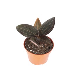 Black Jewel Orchid (Ludisia discolor): A Stunning Orchid with Velvety Dark Leaves and Intricate Veining 4 inch Pot from California Tropicals