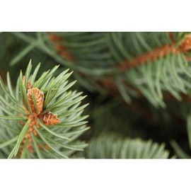 Cedarwood 2856 - Candle & Soap Fragrance Oil (2 oz)