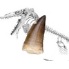 SCIENCE Dinosaur Fossil "Mosasaurus Tooth Fossil Approx. 0.8 inches (20