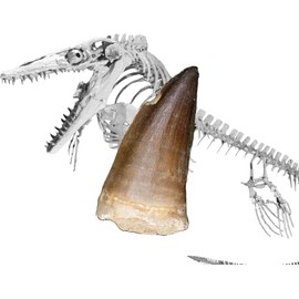 SCIENCE Dinosaur Fossil "Mosasaurus Tooth Fossil Approx. 0.8 inches (20 mm) (Mosasaurus tooth/Late Cretace/Morocco) in Original Specimen Case