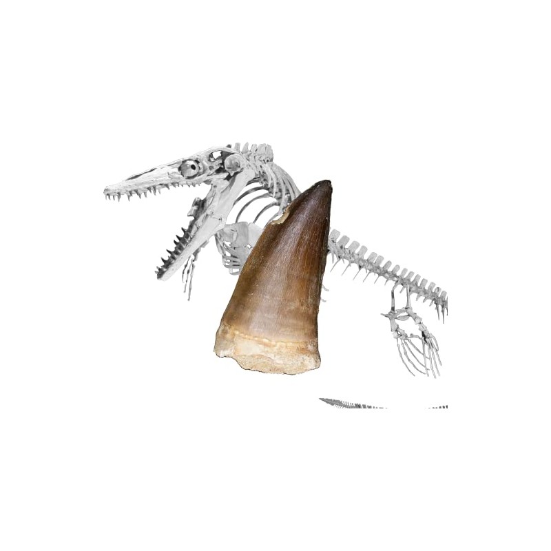 SCIENCE Dinosaur Fossil "Mosasaurus Tooth Fossil Approx. 0.8 inches (20