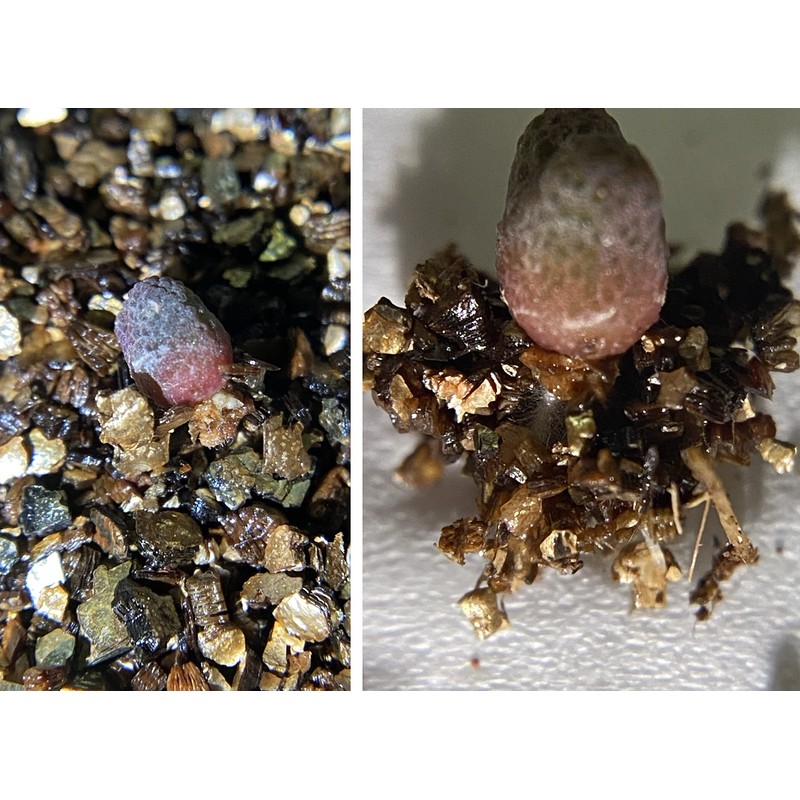 20QT Organic Vermiculite Granules for Plants and Gardening