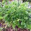 Celery Seed, Tendercrisp, 100 Seeds, Heirloom, Non GMO, Tender Crisp