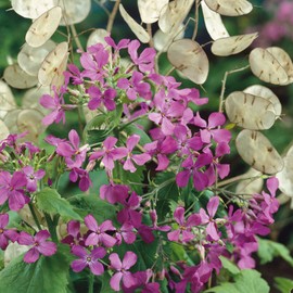 Eden Brothers Money Plant Seeds - Lunaria Annua Violet