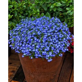CEMEHA SEEDS - Lobelia Blue Сascade Cardinal Annual Flowers for Planting 1000 Seeds