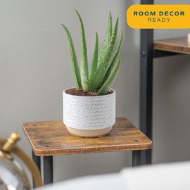 Costa Farms Aloe Vera Live Plants in Plastic Pots, Easy to Maintain, Air Purifying Indoor Succulents, Houseplants for Home, Room, or Office Decor, House Warming or Birthday Gift, 12-18, Pack of 2