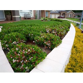 Indian Hawthorn - 30 Live Plants - Rhaphiolepis Indica Alba - Flowering Evergreen Shrub