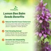 Outsidepride Lemon Bee Balm Seeds - 5000 Pcs Annual, Easy