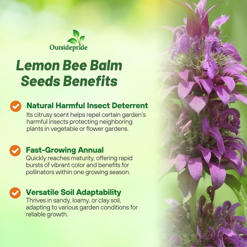 Outsidepride Lemon Bee Balm Seeds - 5000 Pcs Annual, Easy