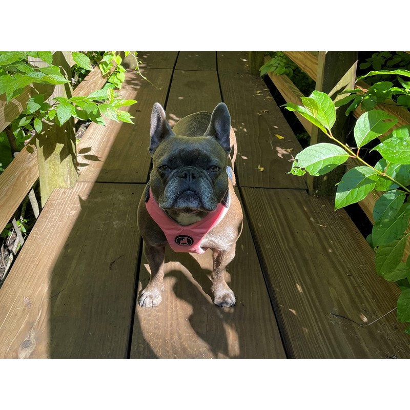 Gooby Convertible Z Harness, Pink, Large