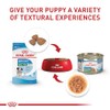Royal Canin Croquetas de Cachorros, Mini Puppy, 1.13 kg, (El