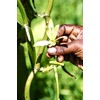 50 Madagascar Vanilla Beans Grade A 14-16cm 150g