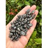 GAF TREASURES 2 oz Lot Natural Semi Tumbled Gemstone Chips,