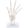 picoLab Hand Skeleton Model Hand Bone Model Hand Joint Left