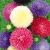 Peony Aster Mix About 100 Seeds for Planting Non-GMO Pack