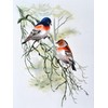 MINGGUXIUYI Mulberry Silk Embroidery Thread - Silk Threads for Cross