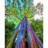 Buy Rare Seeds Eucalyptus deglupta | Rainbow-Eucaly