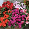 22Day Seeds: Seeds Busy Lizzie Mix/Impatiens Walleriana/Annual Flowers