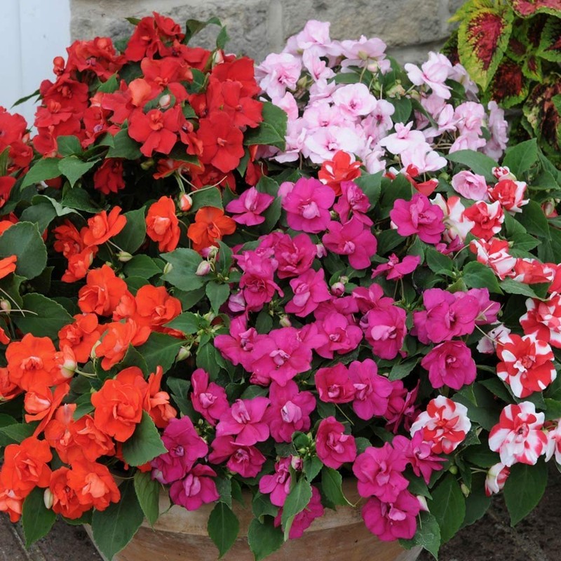 22Day Seeds: Seeds Busy Lizzie Mix/Impatiens Walleriana/Annual Flowers