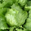 GROCO 1000+ Lettuce, ICEBERG CRISPHEAD Leaf Seeds , Organic NON-GMO