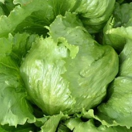 GROCO 1000+ Lettuce, ICEBERG CRISPHEAD Leaf Seeds , Organic NON-GMO , 2025 Season