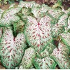 Caladium Gingerland, (10 Bulbs). Fancy, Decorative Shade-Loving Foliage