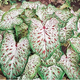Caladium Gingerland, (10 Bulbs). Fancy, Decorative Shade-Loving Foliage