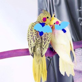 Adjustable Harness for Parrots Bird Harness Lead for Outdoor Flies Training Lead Against Biting Elastic Band for Birds Parrots Cockatoos Macaws Parrot Nobby Lead