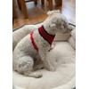 RIO Airy Webbing Puppy Harness, Breathable Mesh Fabric, No Pull