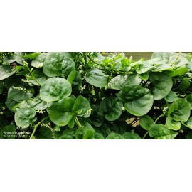 My Seeds 100+ Green Malabar Spinach Seeds /Ceylon /Mồng Tơi   for 2025 season  USA Seller