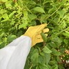 1 Pair Cactus Handling Proof Gloves, Rose Thorn Pruning Gloves,