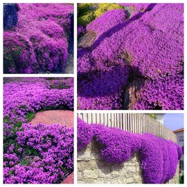 Creeping Thyme Seeds for Planting - 20000+ Magic Purple Creeping Thyme Seeds Heirloom Non-GMO Ground Cover Plant