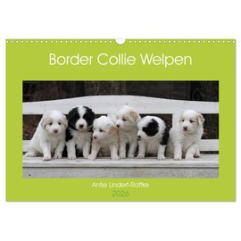 Border Collie Welpen (Wandkalender 2026 DIN A3 quer), CALVENDO Monatskalender