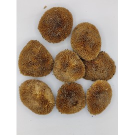 Generic Dried Real Natural Sunflower Heads, Good for Bowl Fillers and Crafts, 8 Sunflowers, 3-4 inches, Brown, OTBSRPU4