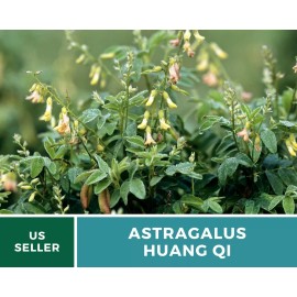 Fresh Astragalus - Huang Qi - 25 Seeds, Heirloom Herb (Astragalus membranaceus)